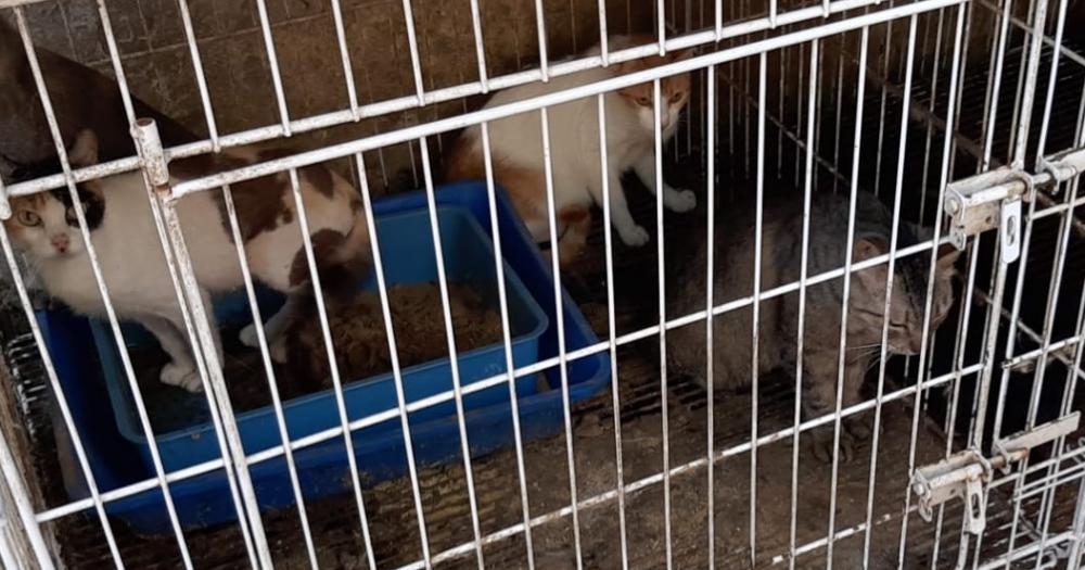 Maltrato animal en Turdera- rescatan a 18 gatos y tres perros hacinados