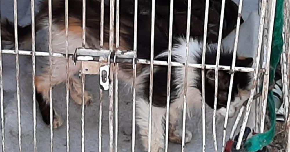 En el allanamiento encontraron a varios 18 gatos encerrados en jaulas