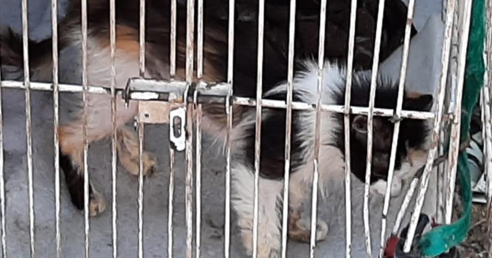 En el allanamiento encontraron a varios 18 gatos encerrados en jaulas