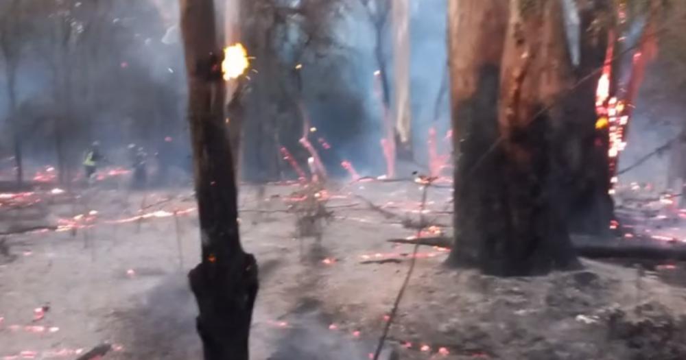 Árboles y pastos quemados en la Facultad de Ciencias Agrarias