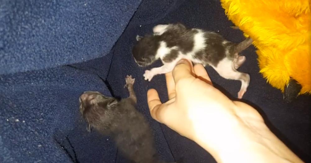 Una mujer entregó tres gatos a la joven de Turdera y le devolvieron uno muerto