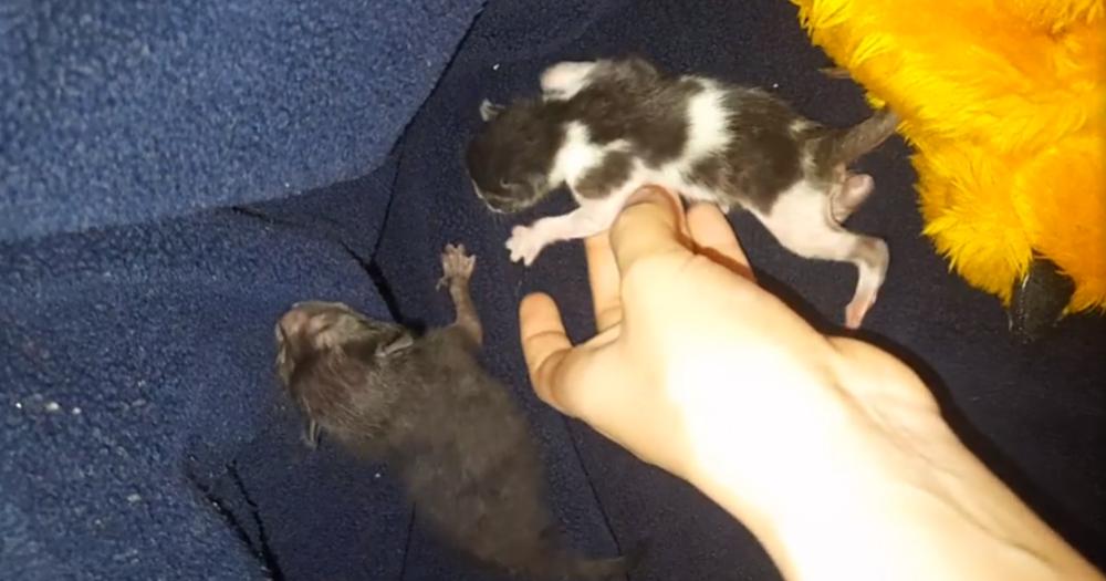 Una mujer entregó tres gatos a la joven de Turdera y le devolvieron uno muerto