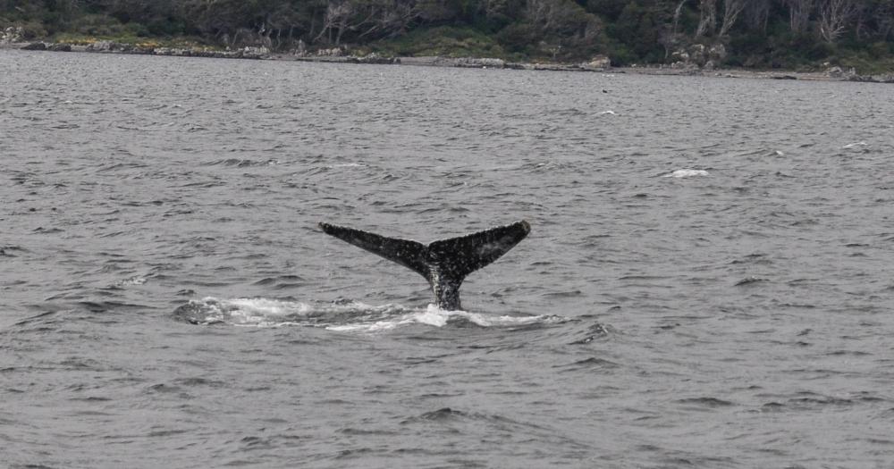 Una fotógrafa bautizó a esta ballena como Temperley