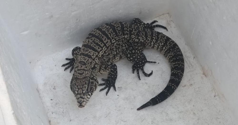 Nadie sabe cómo llegó el lagarto al patio de una casa en Temperley