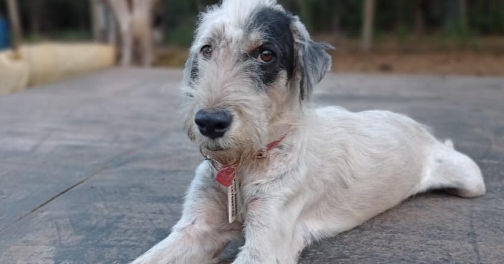 Chander es uno de los perritos rescatados por la ONG