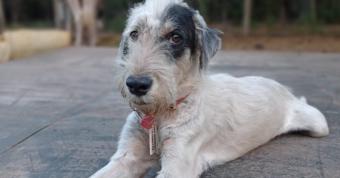 Chander es uno de los perritos rescatados por la ONG