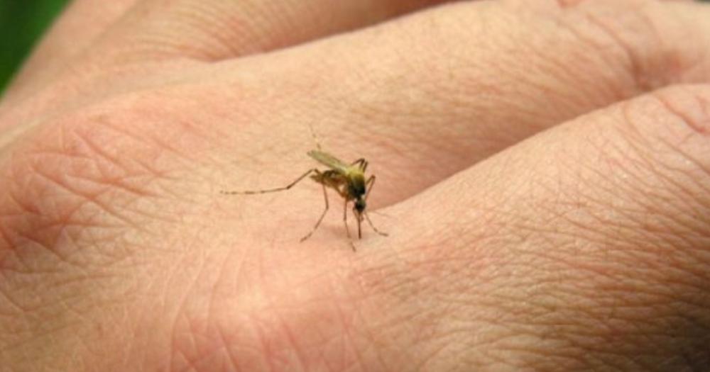 Es una enfermedad viral transmitida por la picadura del mosquito Aedes aegypti