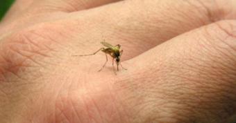 Es una enfermedad viral transmitida por la picadura del mosquito Aedes aegypti