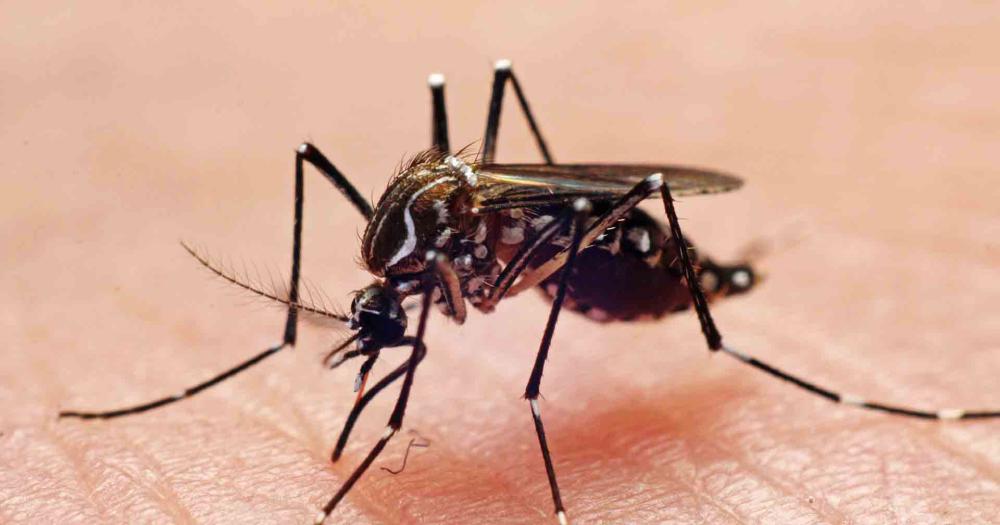 Crece la preocupación por los casos de dengue en la Argentina