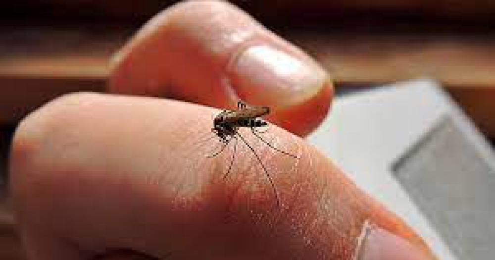 El Ministerio de Salud informó en las últimas sobre sobre la situación de los casos de dengue en la Argentina