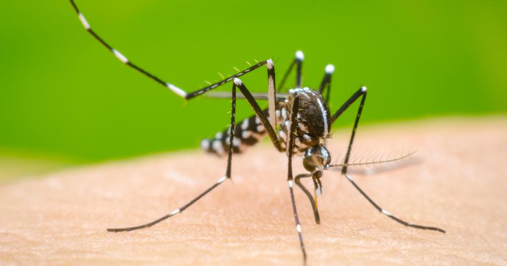 Mientras tanto es clave prevenir la propagación del mosquito transmisor