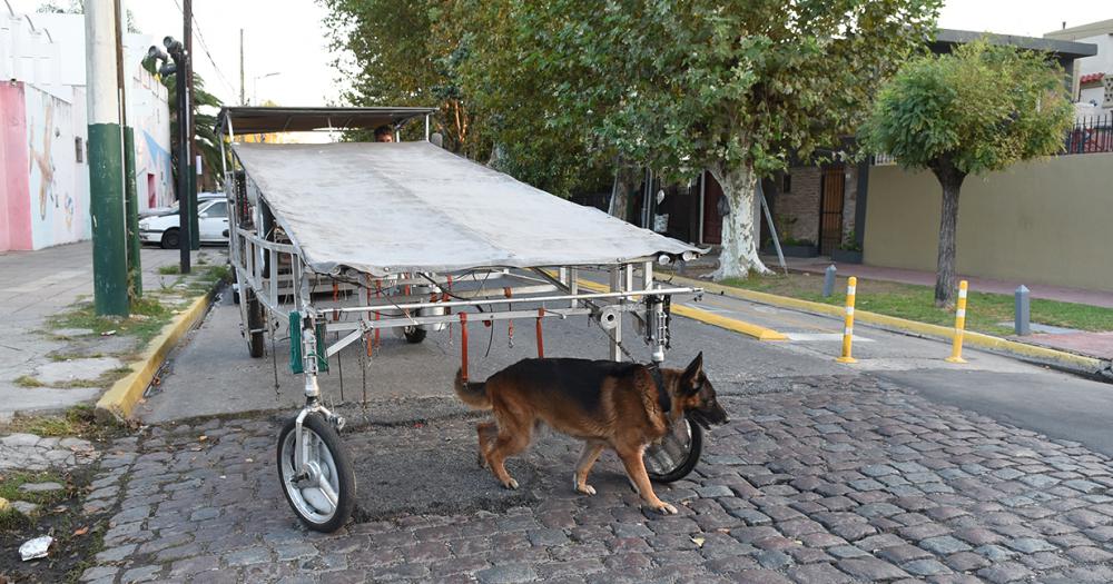 La nave correcaninos el invento lomense para pasear perros