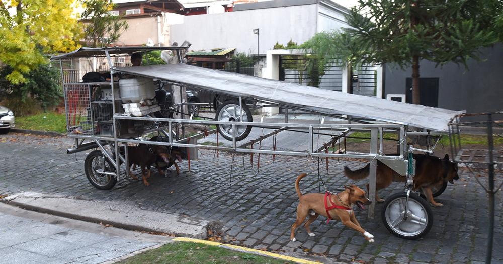 La nave correcaninos el invento lomense para pasear perros