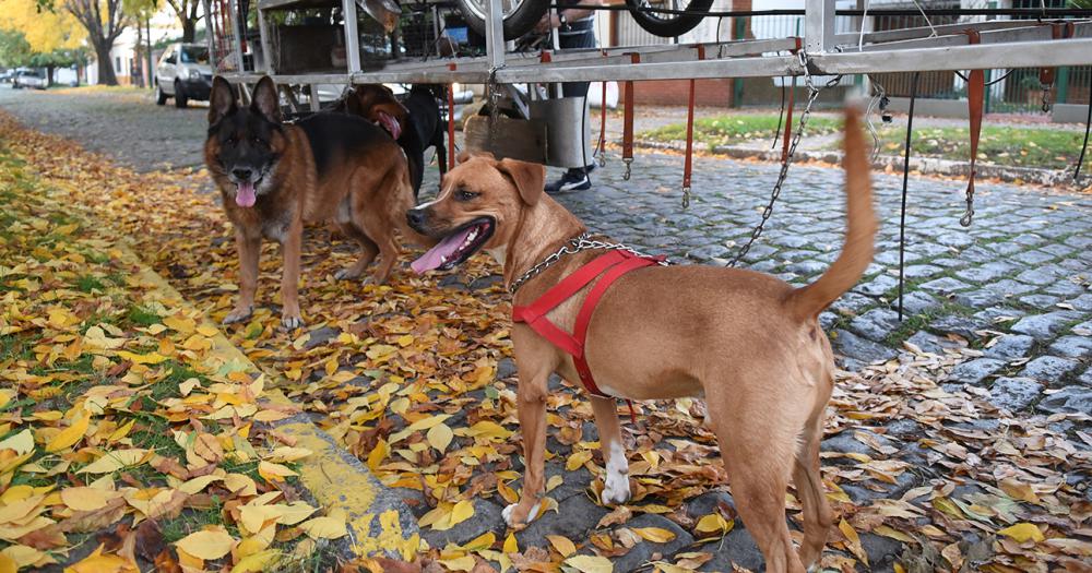 La nave correcaninos el invento lomense para pasear perros