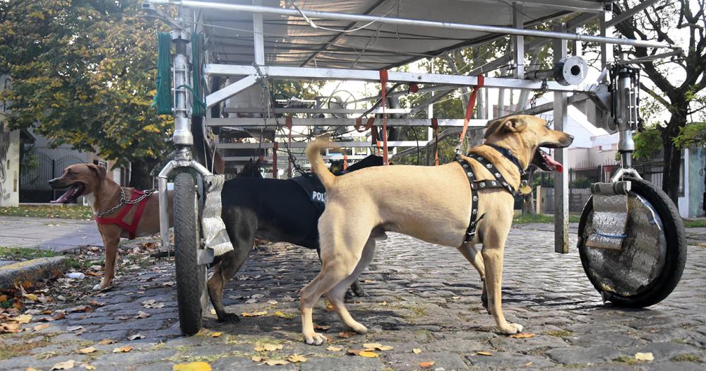 La nave correcaninos el invento lomense para pasear perros
