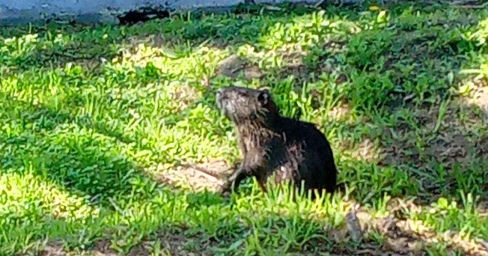 El coipo se acercó a los vecinos que pasaban el día en el Parque Finky