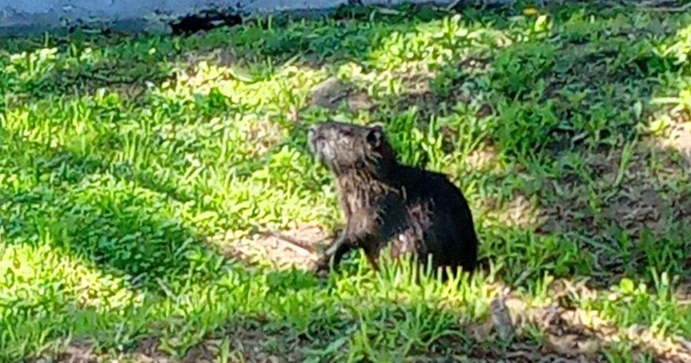 El coipo se acercó a los vecinos que pasaban el día en el Parque Finky