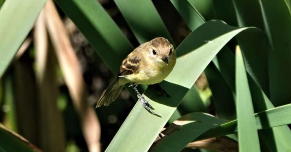 Invitan a un avistaje de aves en la Reserva Santa Catalina y el Parque Finky