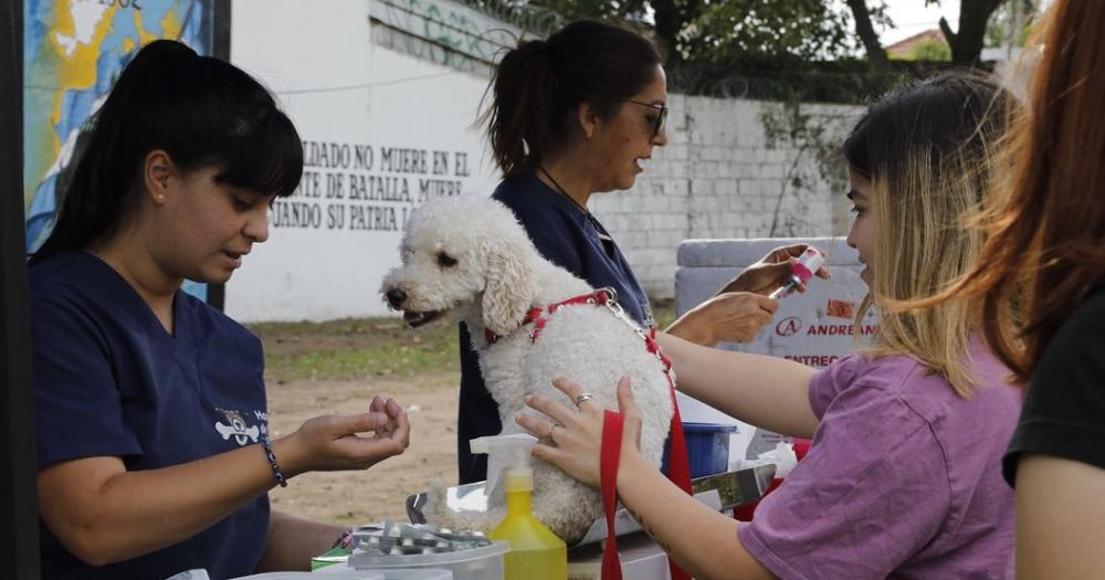 Aplicar�n vacunas antirr�bicas y desparasitaciones a perros y gatos