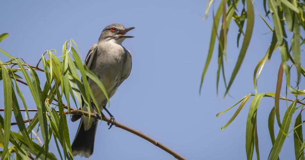Las impresionantes fotos del avistaje de aves en el Parque Finky