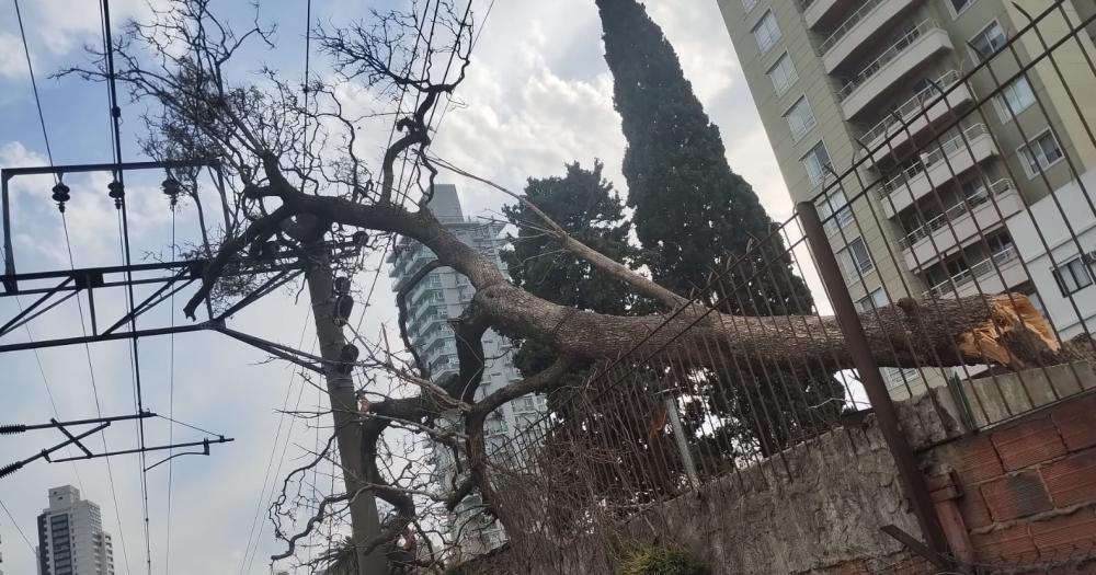 Un rbol caído sobre el tendido electrico del tren provocó serios inconvenientes en el servicio