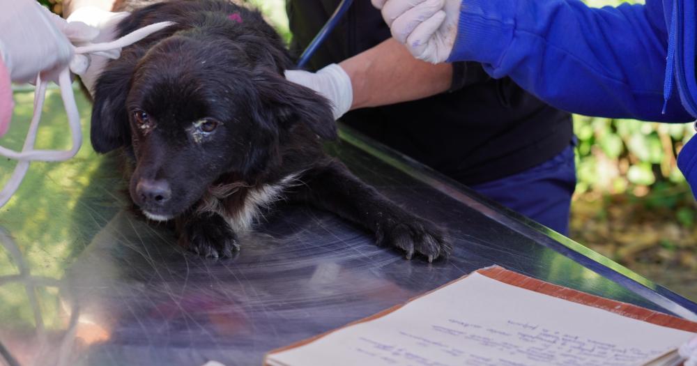 Rescataron a perros viacutectimas de un cruel maltrato en una casa de Temperley
