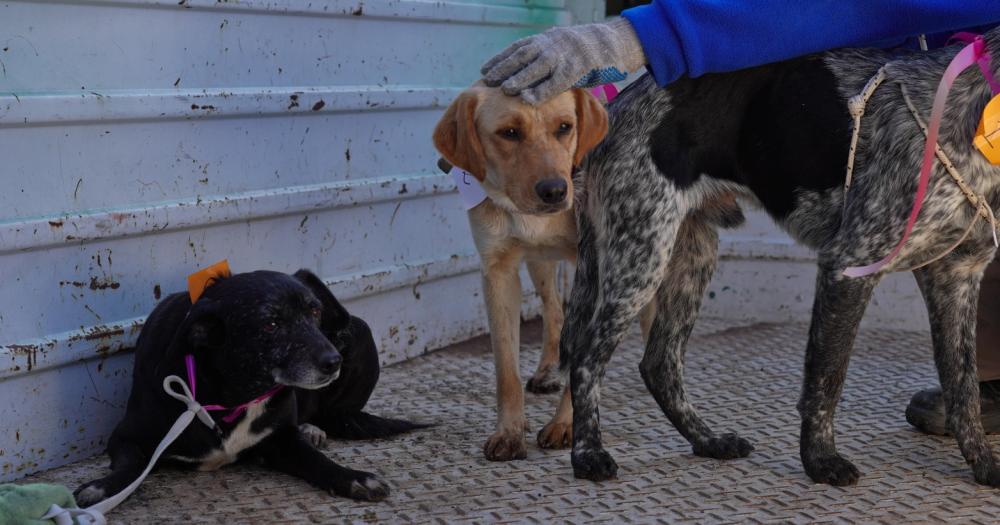Zoonosis Lomas intervino rpidamente para rescatar y asistir a los perros