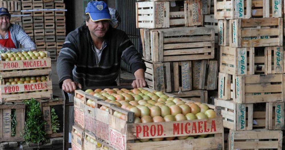 Parte de la producción del tomate se comercializar a 240 el kilo
