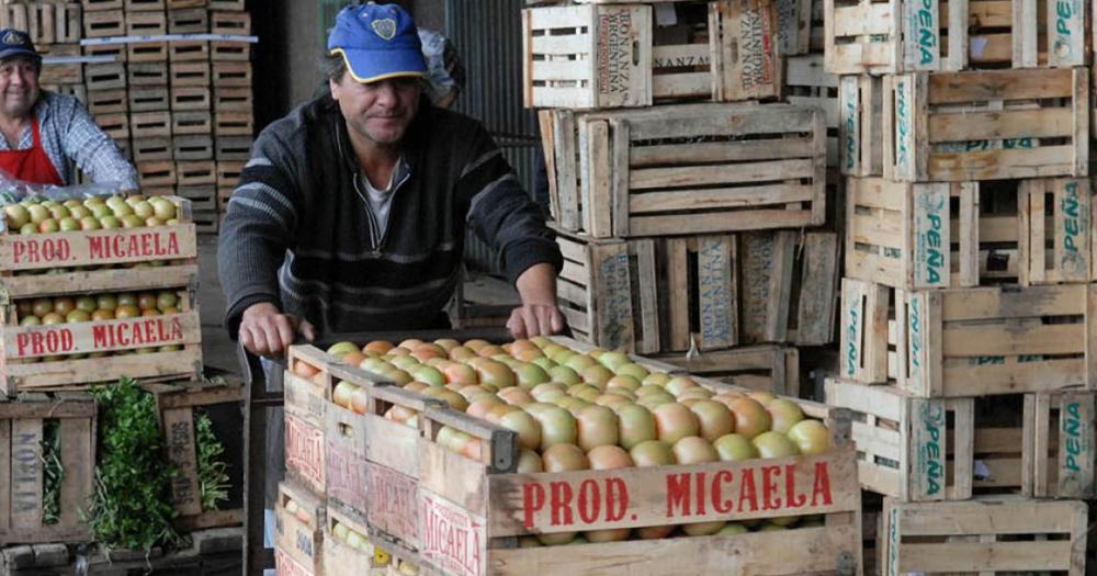 Parte de la producción del tomate se comercializar a 240 el kilo