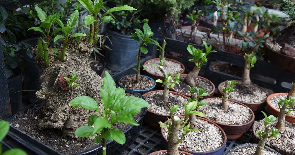 Héctor tiene en su propia casa la colección de bons�is donde muchos de ellos se encuentran a la venta
