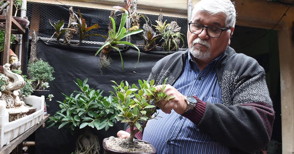Es de Banfield y hace 50 antildeos se dedica al cultivo de bonsaacutei