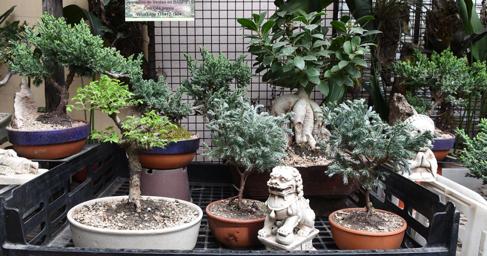 Es de Banfield y hace 50 antildeos se dedica al cultivo de bonsaacutei
