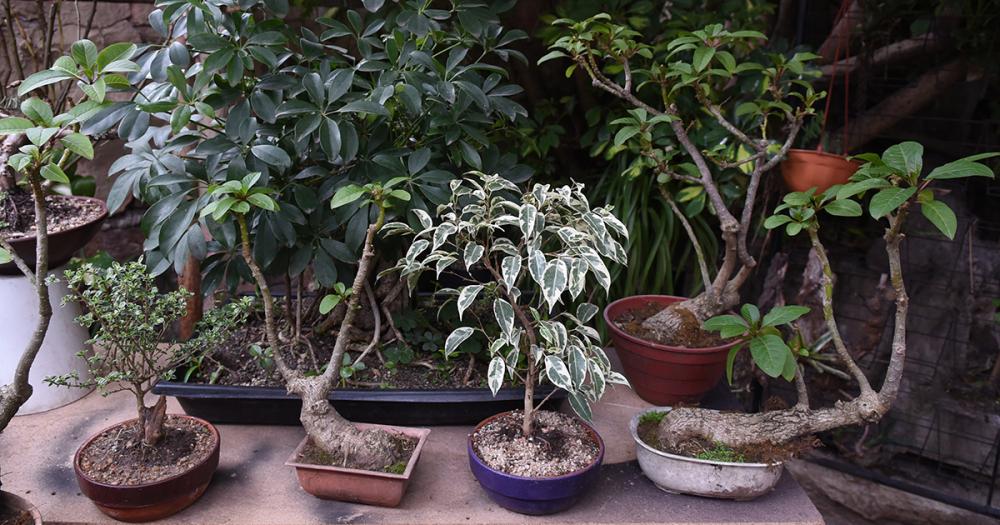 Es de Banfield y hace 50 antildeos se dedica al cultivo de bonsaacutei