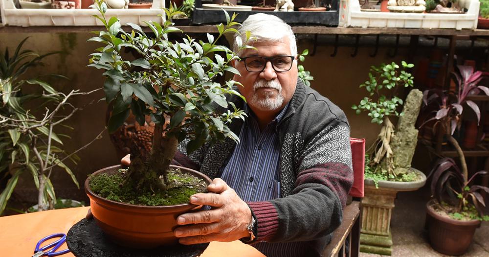 Es de Banfield y hace 50 antildeos se dedica al cultivo de bonsaacutei