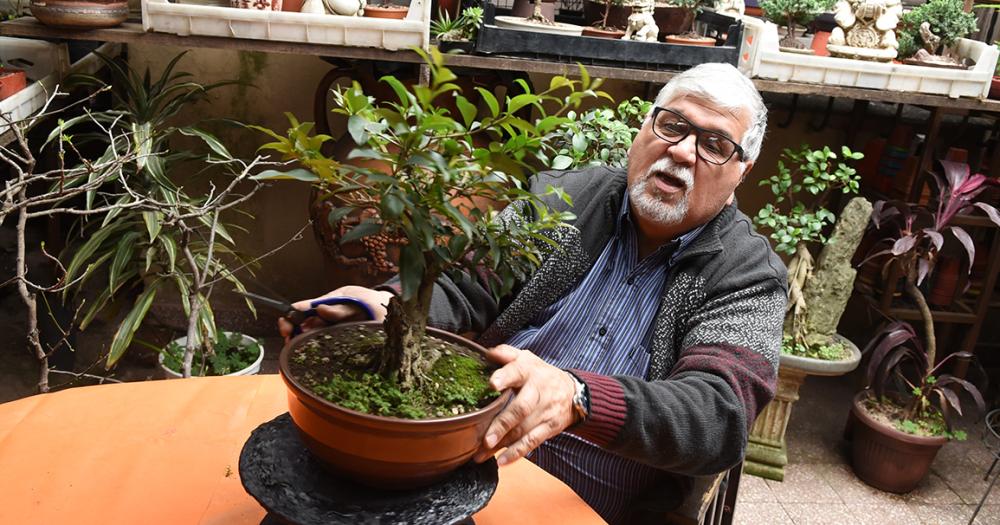 Es de Banfield y hace 50 antildeos se dedica al cultivo de bonsaacutei