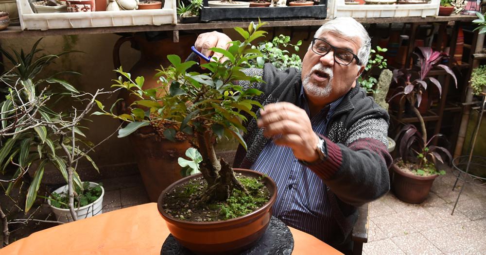 Es de Banfield y hace 50 antildeos se dedica al cultivo de bonsaacutei
