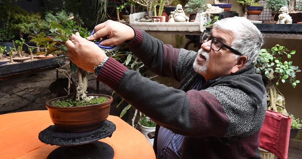 Es de Banfield y hace 50 antildeos se dedica al cultivo de bonsaacutei