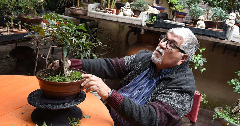 Es de Banfield y hace 50 antildeos se dedica al cultivo de bonsaacutei