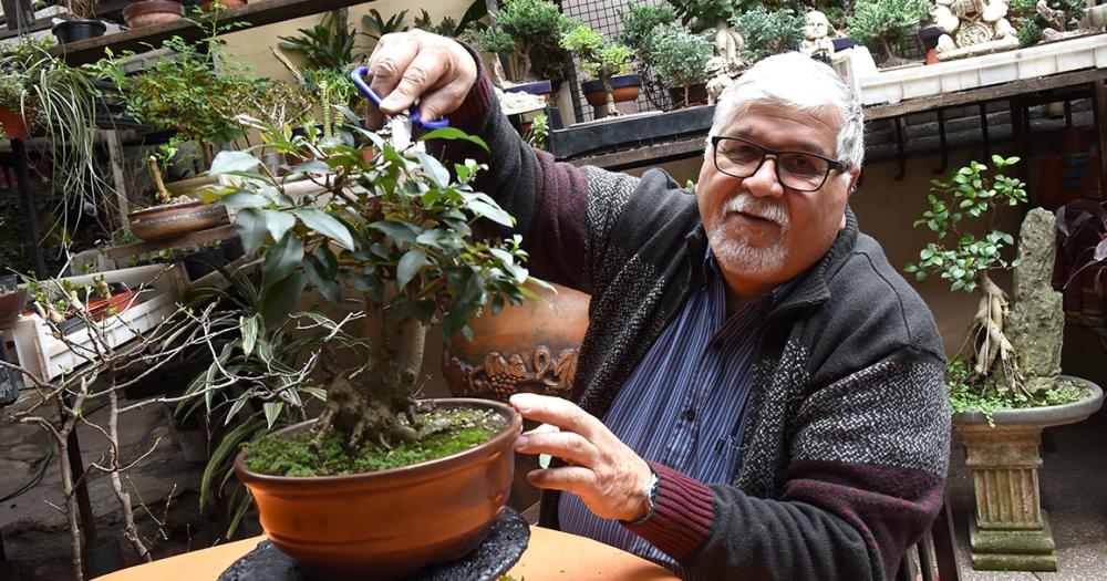 Es de Banfield y hace 50 antildeos se dedica al cultivo de bonsaacutei