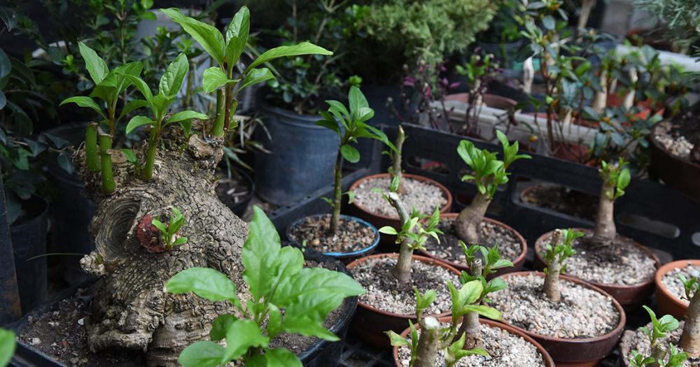 Es de Banfield y hace 50 antildeos se dedica al cultivo de bonsaacutei