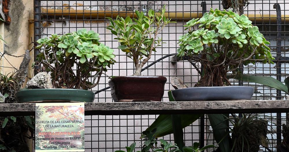 Es de Banfield y hace 50 antildeos se dedica al cultivo de bonsaacutei