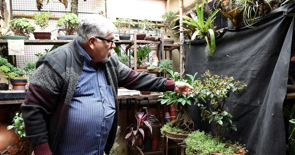 Es de Banfield y hace 50 antildeos se dedica al cultivo de bonsaacutei