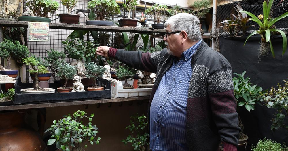 Es de Banfield y hace 50 antildeos se dedica al cultivo de bonsaacutei