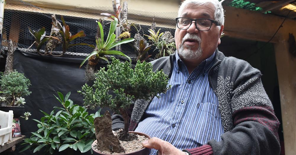 Es de Banfield y hace 50 antildeos se dedica al cultivo de bonsaacutei