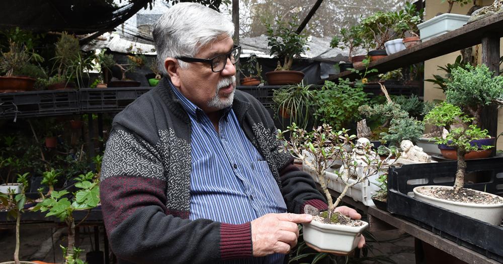 Es de Banfield y hace 50 antildeos se dedica al cultivo de bonsaacutei