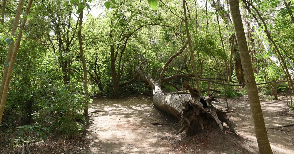 La Reserva Natural Municipal Santa Catalina tiene un total de 17 hectreas