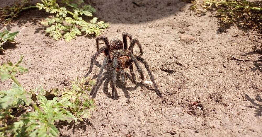 La araña es nativa de los talares y pastizales de la zona