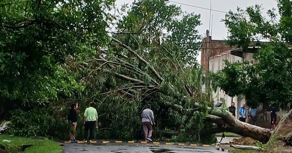 Árbol caído en Benito Pérez Galdós y Barcelona Los vecinos siguen sin luz