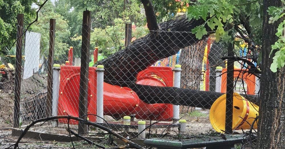 El espacio para mascotas aplastado por un rbol