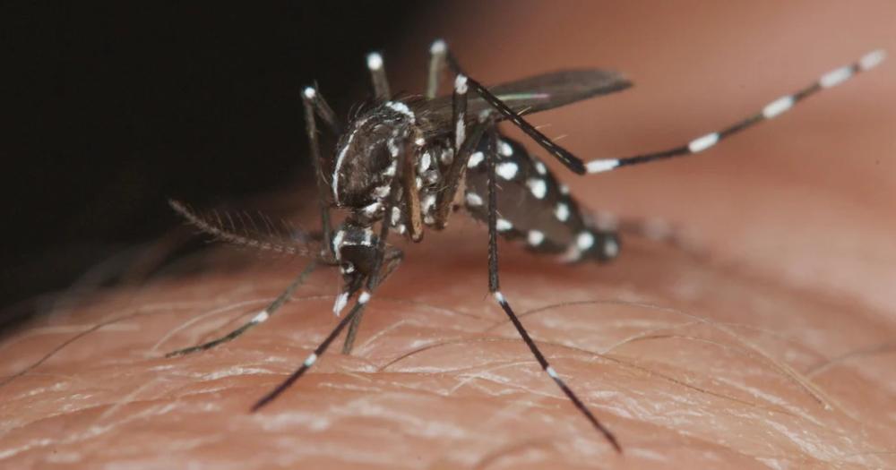 El Ministerio de Salud hizo recomendaciones ante el ascenso del dengue